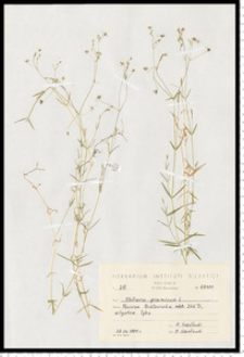 Stellaria graminea L.