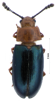 Triplax aenea (Schaller, 1783)