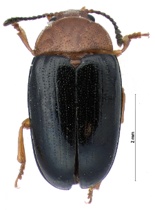 Triplax scutellaris Charpentier, 1825