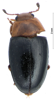 Triplax rufipes (Fabricius, 1787)