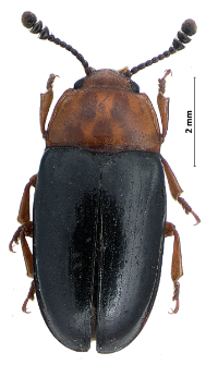 Triplax russica (Linnaeus, 1758)