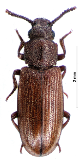 Zavaljus brunneus (L. Gyllenhal, 1880)