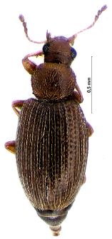Corticarina similata (Gyllenhal, 1827)