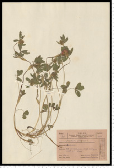 Trifolium pratense L.