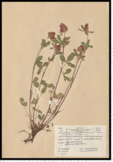 Trifolium pratense L.