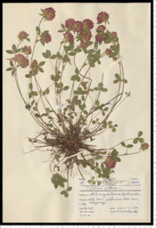 Trifolium pratense L.