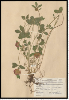 Trifolium pratense L.