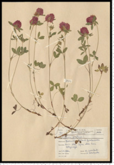 Trifolium pratense L.