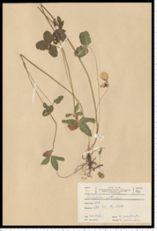 Trifolium pratense L.