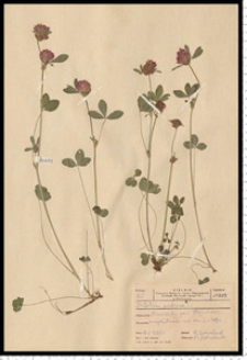 Trifolium pratense L.