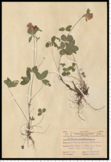 Trifolium pratense L.