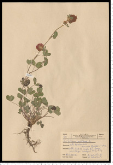 Trifolium pratense L.