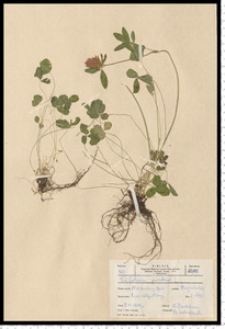 Trifolium pratense L.