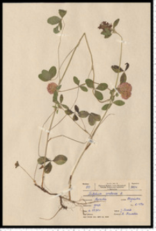 Trifolium pratense L.