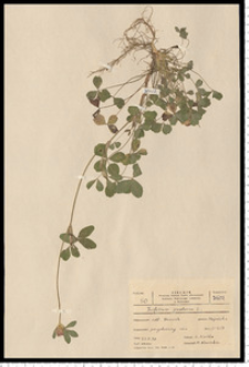 Trifolium pratense L.