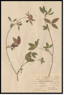 Trifolium pratense L.