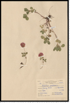 Trifolium pratense L.