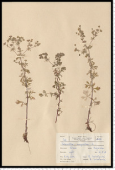 Potentilla argentea L.