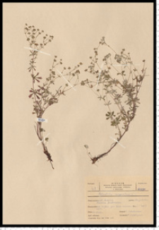 Potentilla argentea L.