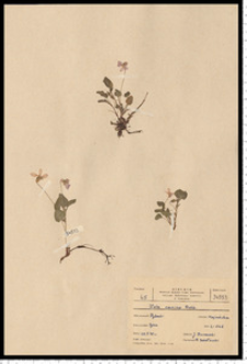 Viola canina L.