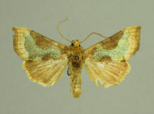 Diachrysia chrysitis (Linnaeus, 1758)