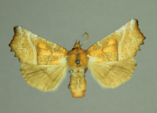 Scoliopteryx libatrix (Linnaeus, 1758)