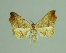 Laspeyria flexula (Denis & Schiffermüller, 1775)