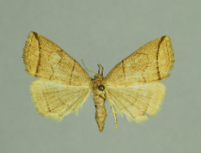 Herminia grisealis (Denis & Schiffermüller, 1775)