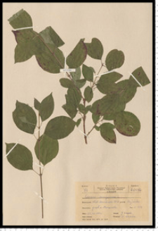 Cornus sanguinea L.