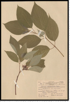 Cornus sericea L.