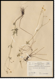 Ranunculus acris L.