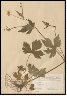 Ranunculus lanuginosus L.