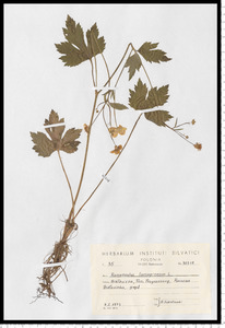 Ranunculus lanuginosus L.