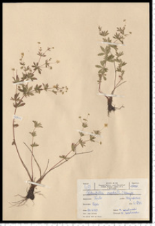 Potentilla erecta (L.) Raeusch.