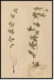 Potentilla erecta (L.) Raeusch.