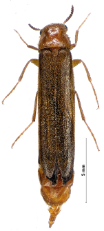 Elateroides dermestoides (Linnaeus, 1761)