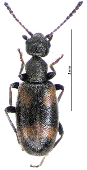 Anthicus antherinus (Linnaeus, 1760)