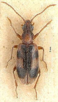 Notoxus monoceros (Linnaeus, 1760)