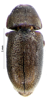 Cis submicans Abeille de Perrin, 1874