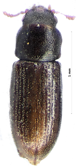 Hadreule elongatula (Gyllenhal, 1827)