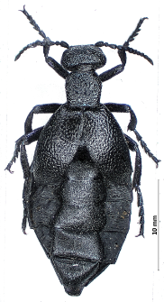 Meloe proscarabaeus Linnaeus, 1758