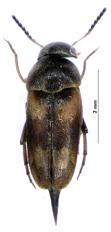 Mordellaria aurofasciata (Comolli, 1837)