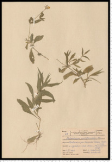 Melandrium noctiflorum (L.) Fr.