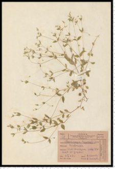 Moehringia trinervia (L.) Clairv.