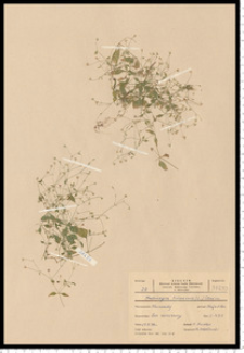 Moehringia trinervia (L.) Clairv.