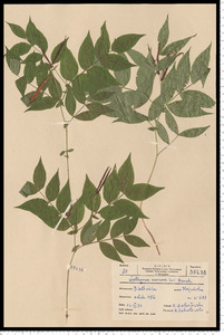 Lathyrus vernus (L.) Bernh.