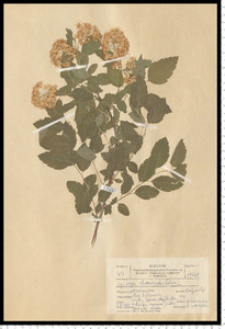 Spiraea chamaedryfolia L. em. Jacq.