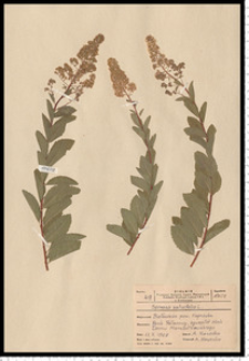 Spiraea salicifolia L.