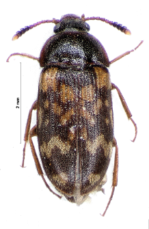 Mycetophagus ciscaucasicus (Semenov, 1899)