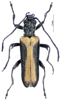 Anogcodes melanurus (Fabricius, 1787)